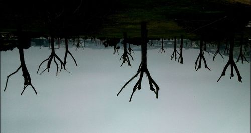 Trees in park