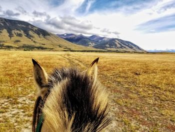 View of a horse on field