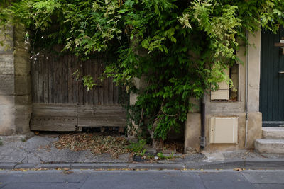 Trees and plants growing outside building