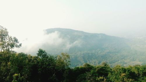 Scenic view of forest against clear sky