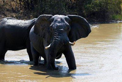 Elephant drinking water in lake