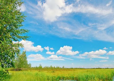 Scenic view of field against sky