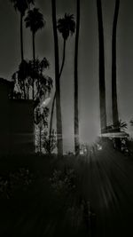 Palm trees against sky