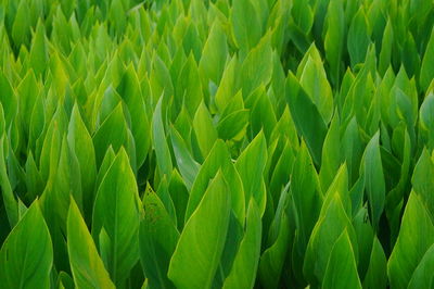 Full frame shot of crops growing on field