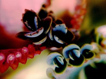 Close up of flowers