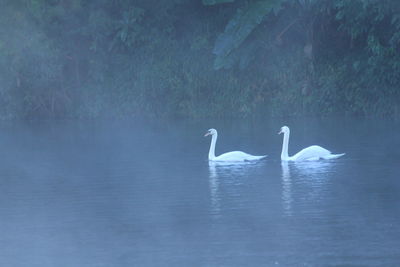 Swans swimming in lake