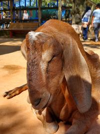 Close-up of cow