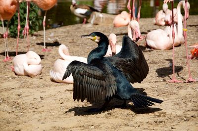 Cormorant in the sun 