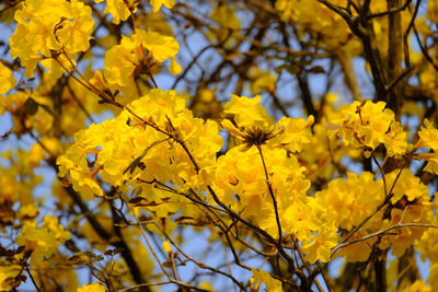 Low angle view of yellow flowering plant