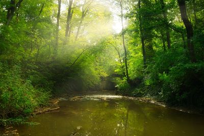 Scenic view of waterfall in forest