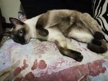 Close-up portrait of cat relaxing on floor