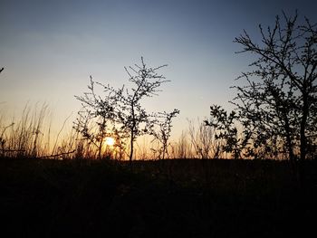 Silhouette trees on field against sky during sunset