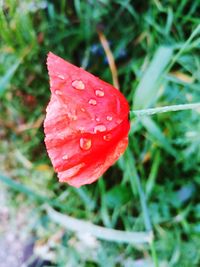 Close-up of wet red flower