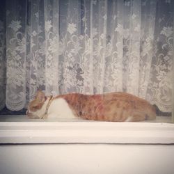 Cat sleeping in window