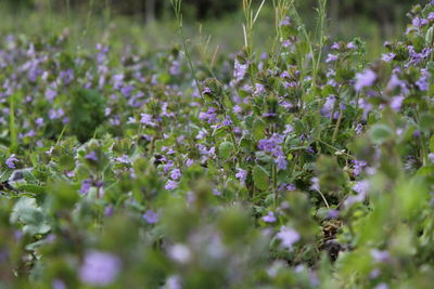 Close-up of lavender flowers on field