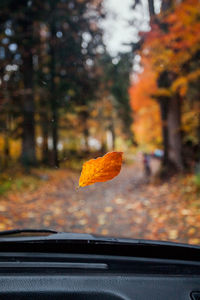 Autumn leaves on car windshield