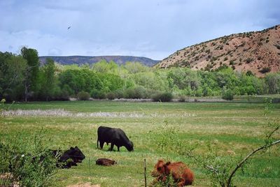 Horses grazing on grassy field