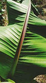 Plants growing on a tree