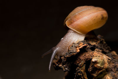 Close-up of snail on black background