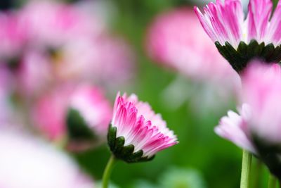 Close-up of pink flowers