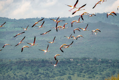 A flock of flamingos in flight at lake elementaita in soysambu conservancy in naivasha, kenya