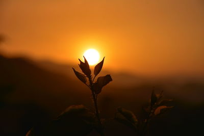 Close-up of silhouette plant against orange sky