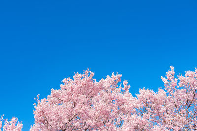 Low angle view of pink cherry blossoms against blue sky