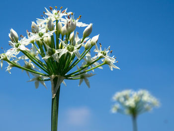 Low angle view of flowering plant against blue sky