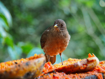 Bird portrait 