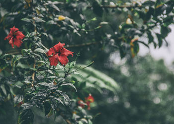 Close-up of red flowering plant