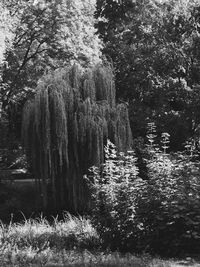 Trees in water