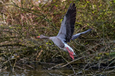 Bird flying in a forest