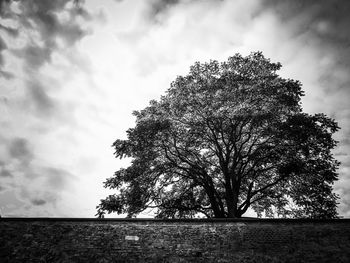 View of lone tree on landscape against sky