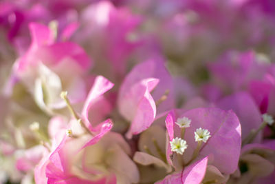 Close-up of pink flowering plant