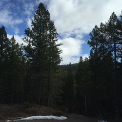 Scenic view of forest against cloudy sky