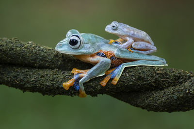 Close-up of frog