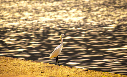 Close-up of bird on sand against lake