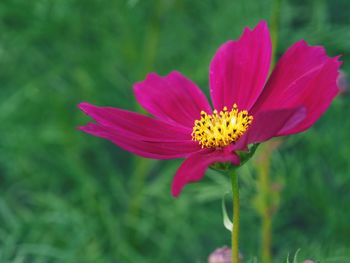 Close-up of pink cosmos flower