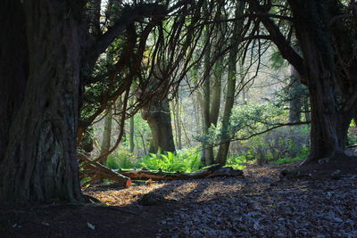 Trees growing in forest