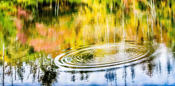 Reflection of trees in water