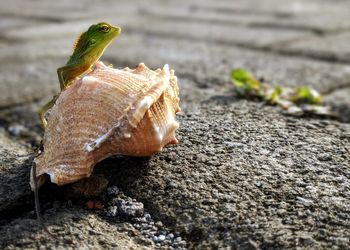 Close-up of lizard on rock