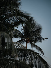 Low angle view of palm tree against clear sky