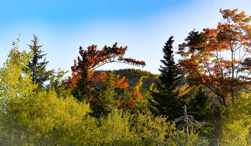 Low angle view of autumnal trees against sky