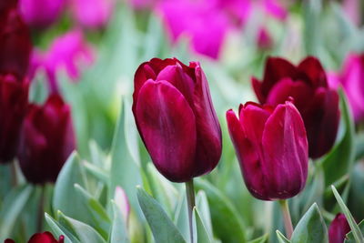 Close-up of pink tulips