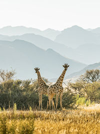 Portrait of two giraffes in namibia