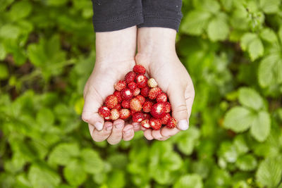 Cropped hands of boy holding fresh red berries over plants