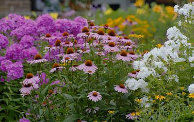 Close-up of purple flowering plants