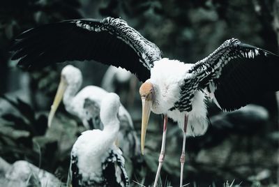 Close-up of birds perching outdoors