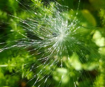 Close-up of spider web on plant