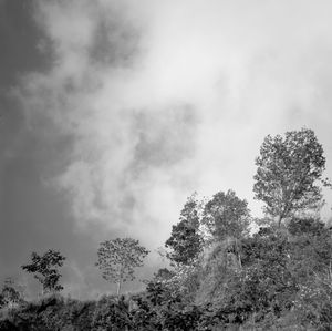 Low angle view of trees against sky